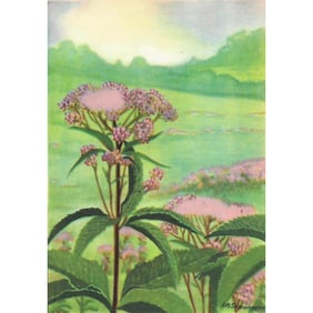 1920's Joe-Pye Weed, Color Lithograph