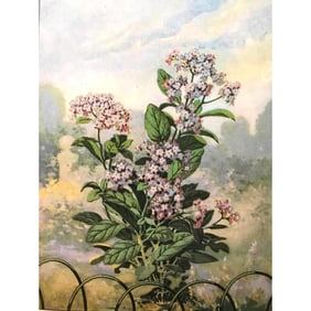 1920's Heliotrope, Color Lithograph Print