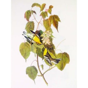 c1946 Audubon Print, #134 Blackburnian Warbler