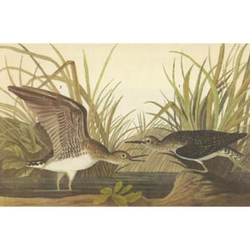 c1946 Audubon Print, #289 Solitary Sandpiper