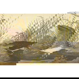 c1946 Audubon Print, #289 Solitary Sandpiper: John James Audubon, book plate print, # 289 Solitary Sandpiper, taken from a 1946 edition of "The Birds Of America". 8 1/2" X 11 1/2". Comes with 11" X 14" mat.