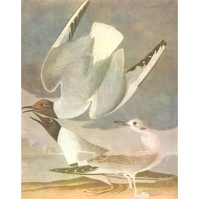 c1946 Audubon Print, #324 Bonaparte's Gull