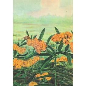 1920's Milkweed, Color Lithograph Print