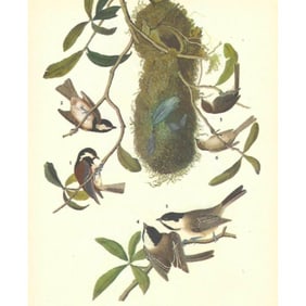 c1946 Audubon Print, #33 Chickadees and Bush-Tit