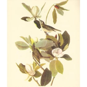 c1946 Audubon Print, #118 Warbling Vireo