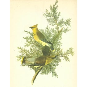 c1946 Audubon Print, #43 Cedar Waxwing
