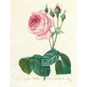 After Pierre-Jospeh Redoute, Floral Print, #120 Rose