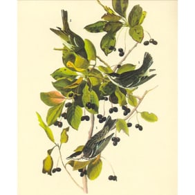 c1946 Audubon Print, #133 Black-Poll Warbler