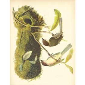 1937 Audubon Bird Print, #467 Bush-Tit