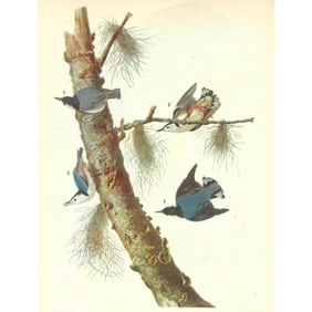 c1946 Audubon Print, #152 White-Breasted Nuthatch