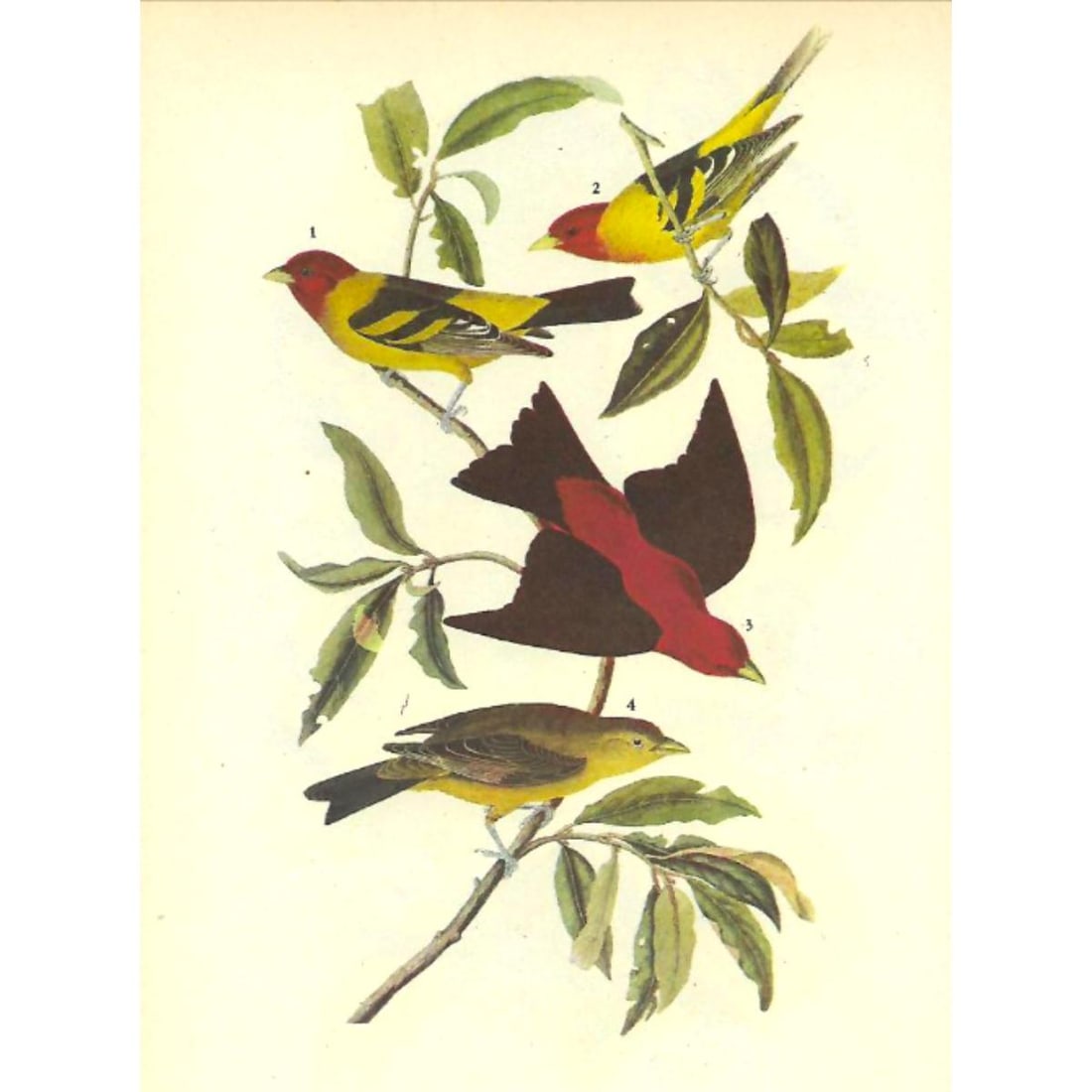 c1946 Audubon Print, #354 Two Tanagers (1 of 2)