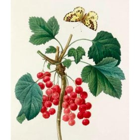 After Pierre-Jospeh Redoute, Floral Print, #51 Grosseiller Rouge