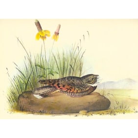 1937 Audubon, Poor-Will