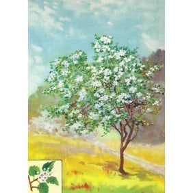 1920's Hawthorn Color Lithograph Print
