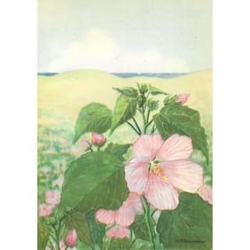 1920s Swamp Rose Color Lithograph Print