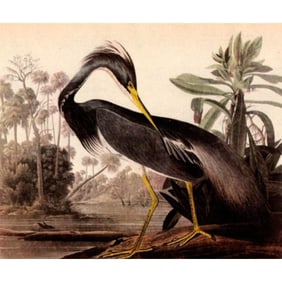 c1946 Audubon Print, #217 Louisiana Heron