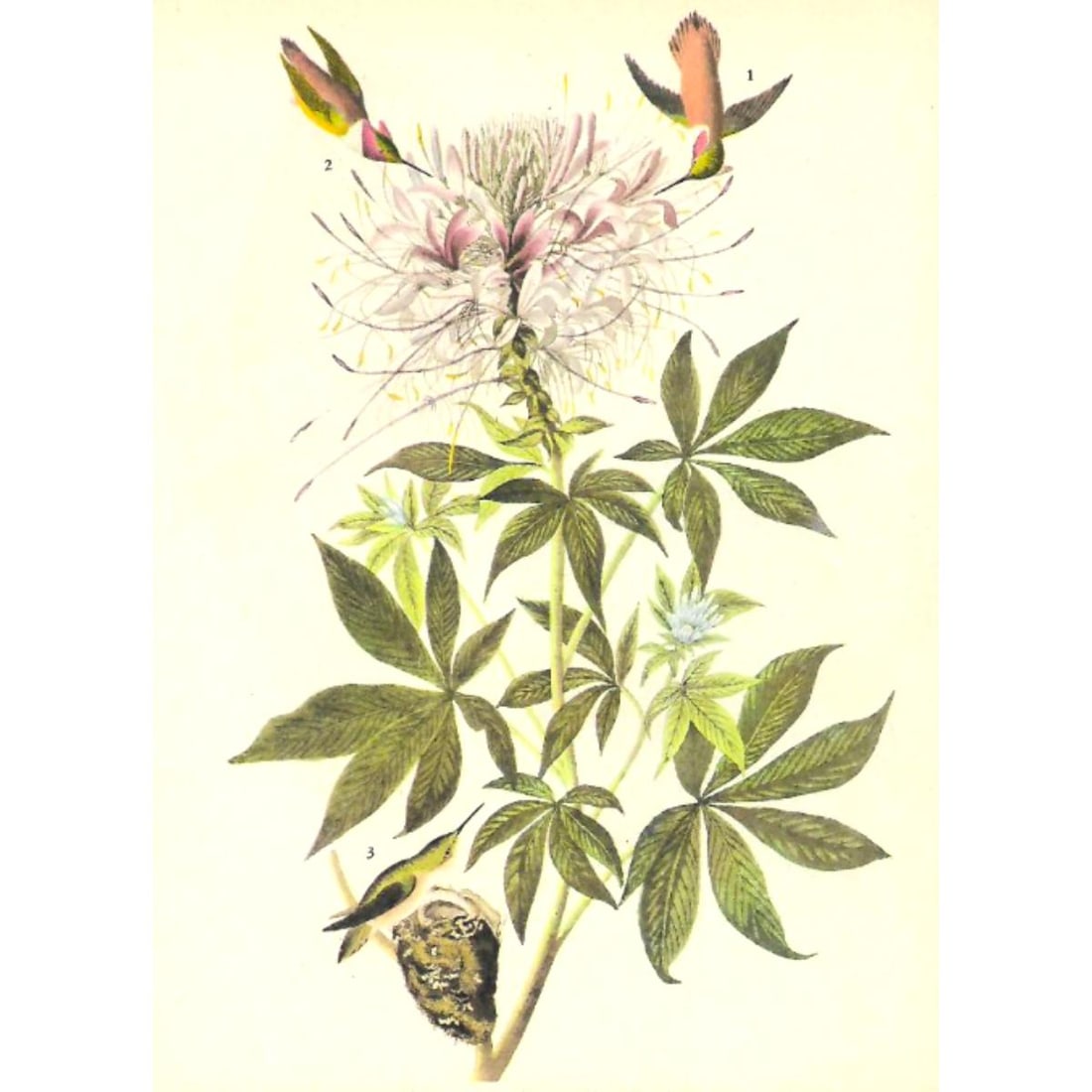 c1946 Audubon Print, #379 Rufus Hummingbird (1 of 2)
