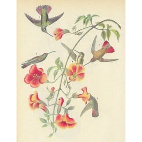 c1946 Audubon Print, #184 Black-Throated Mango Hummingbird
