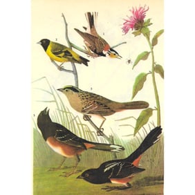 c1946 Audubon Print, #394 Four Fringillids