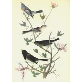 c1946 Audubon Print, #398 Three Fringillids