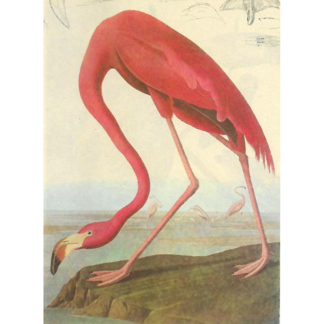 1946 Audubon Print, #431 Flamingo (1 of 2)