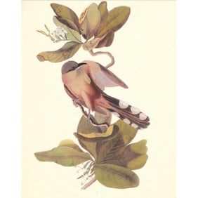c1950 Audubon Print, Mangrove Cuckoo