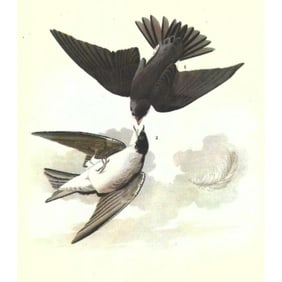 c1946 Audubon Print, #100 Tree Swallow