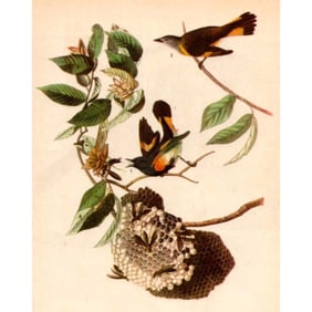 1946 Audubon #40 American Redstart