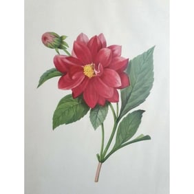After Pierre-Jospeh Redoute, Floral Print, #30 Dalhia