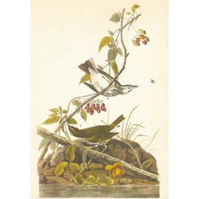 c1946 Audubon Print, #143 Oven-Bird