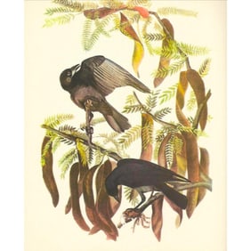 c1950 Audubon Print, Fish Crow