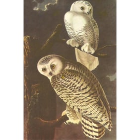 c1950 Audubon Print, Snowy Owl
