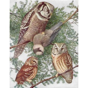 1936 Pearson Birds, Owls ( Hawk, Saw-Whet, Richardson's )