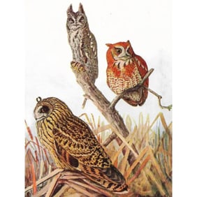 1936 Pearson Birds, #55 Owls ( Screech, Short-Eared )