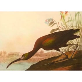 c1946 Audubon Print, # 387 Glossy Ibis