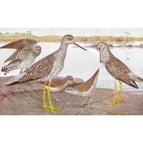 1936 Pearson Birds, #71 Sandpipers