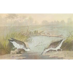 c1946 Audubon Print, #310 Spotted Sandpiper