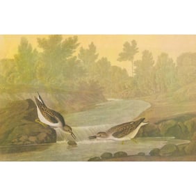 c1946 Audubon Print, #320 Least Sandpiper