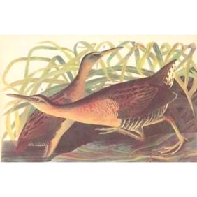c1946 Audubon Print, #203 King Rail, Waterbird