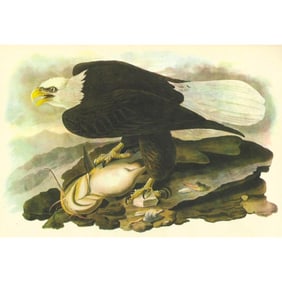 c1946 Audubon Print, #31 Bald Eagle
