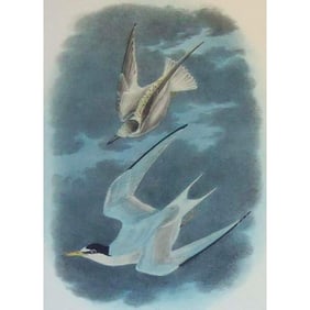 c1946 Audubon Print, # 319 Least Tern