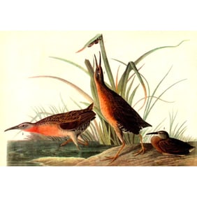 c1946 Audubon Print, #205n Virginia Rail