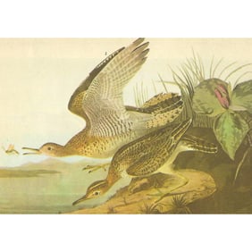 C1946 Audubon Print, #303 Upland Plover
