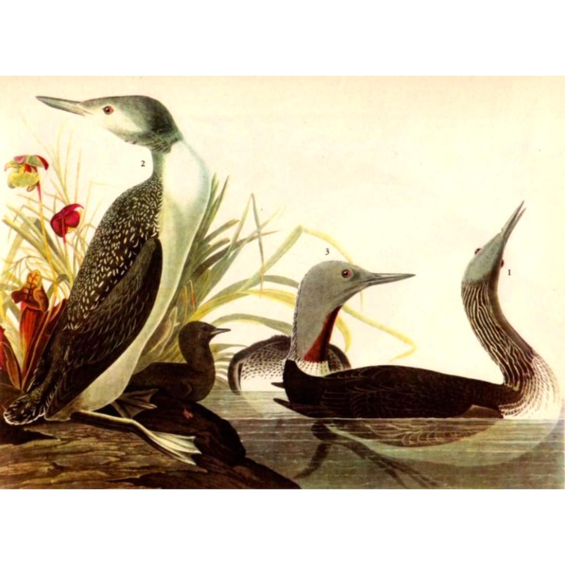 c1946 Audubon Print, #202 Red-Throated Loon (1 of 2)