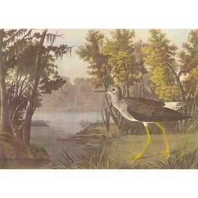 c1950 Audubon Print, Lesser Yellow-Legs