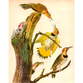 1946 Audubon Print, #37 Flicker