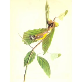 c1946 Audubon Print, #50 Magnolia Warbler