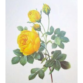 After Pierre-Jospeh Redoute, Floral Print, #128 Rose