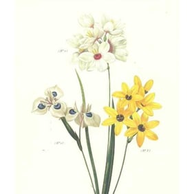 After Pierre-Jospeh Redoute, Floral Print, #144 Lxia