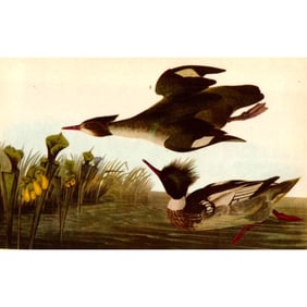 c1946 Audubon Print, #401 Red-Breasted Merganzer